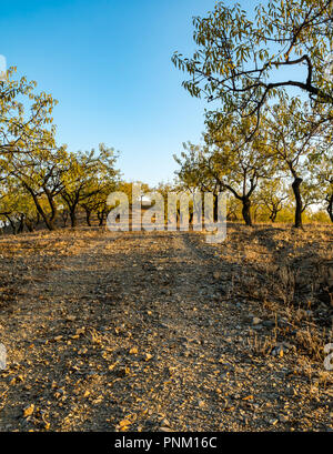 Dirt track leading through almond tree grove, Prunus dulcis, on hilltop in evening light, Axarquia, Andalusia, Spain Stock Photo