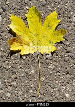 Single yellow maple leaf lying on a rough path at Železná studnička in Bratislava, Slovakia Stock Photo