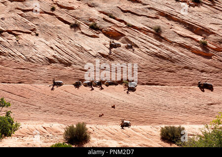 Bighorn sheep in Grand Canyon resting on cliff wall Stock Photo