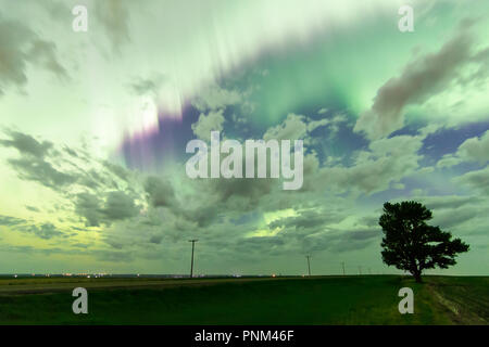 Aurora Borealis over the Lone Tree outside Swift Current, Saskatchewan, Canada Stock Photo