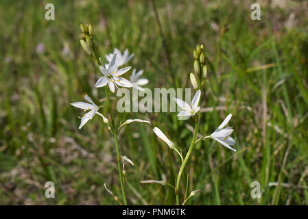 Anthericum liliago white blossom Stock Photo