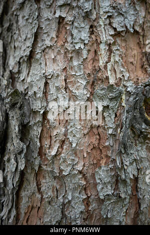 bark close up of Pinus strobus Stock Photo