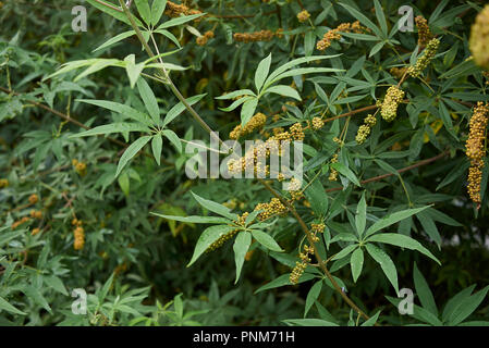 Vitex agnus castus branch with fruit Stock Photo