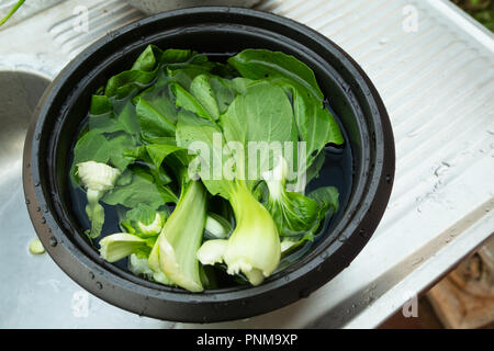 Baby bok choy, pak choi or pok choi (Brassica rapa subsp. chinensis), type of Chinese cabbage, vegetables fresh washed in metal bowl on sink