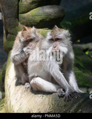 Two Crab-eating macaques (Macaca fascicularis), in grooming, Monkey Forest of Ubud, Sacred Monkey Forest Sanctuary, Padangtegal Stock Photo