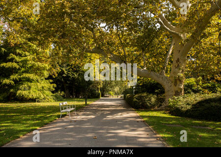 Old Giant Platanus acerifolia tree and yellow brown leaves in early autumn park. Alley in Doblehoff Park  in Baden Austria. Stock Photo