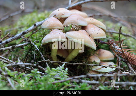 Mushroom - green-leaved sulfur head grows on a tree stump. Moss can be seen next to the tree stump. Old leaves and pine needles lie on and beside the Stock Photo