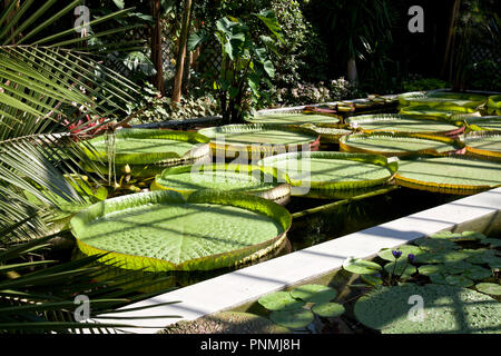 Aquatic water lily Victoria Cruziana, member of the nympheaceae family, is backed by a vertical garden at the Villa Taranto Botanical Gardens (Giardin Stock Photo