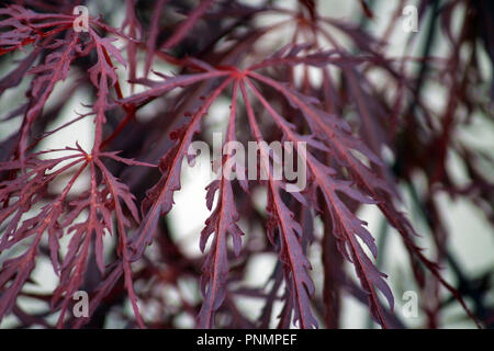 Close up of the leaves of a Crimson Queen Japanese Maple tree using a bokeh effect Stock Photo