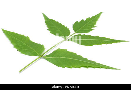 Medicinal herbal Neem leaves used in ayurvedic alternative herbal medicine over white background Stock Photo
