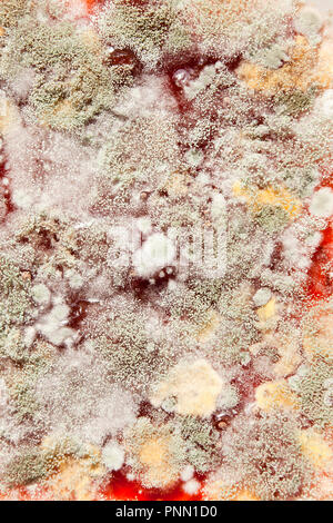 Mold growing on strawberry jam (moldy jam, mouldy jam, moldy food, mouldy food) close up macro - USA Stock Photo