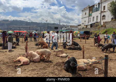 animal market in otavalo, ecuador Stock Photo