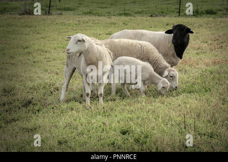 Three sheep and a lamb eating in a lush green  pasture Stock Photo