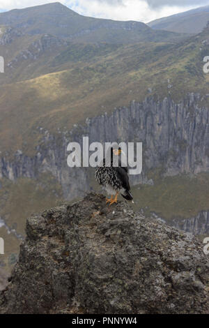 Eagle on ruca pichincha over quito, ecuador Stock Photo