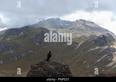 Eagle on ruca pichincha over quito, ecuador Stock Photo