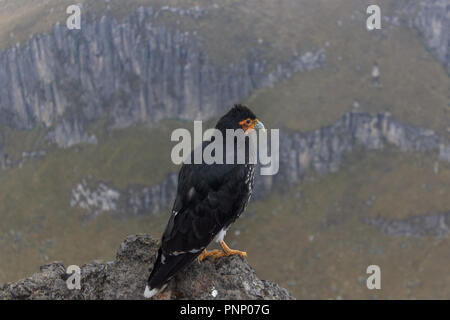 Eagle on ruca pichincha over quito, ecuador Stock Photo