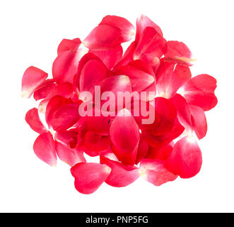 Rose petals on light background. Studio Photo Stock Photo