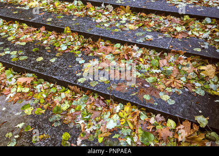 fallen from trees dry leaves on steps wet after the rain Stock Photo
