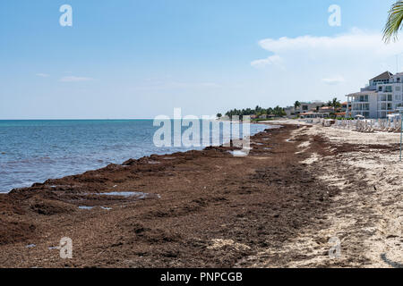 Sargassum seaweed sea algae problem on a caribbean beach on Mexico Stock Photo