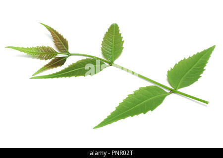 Medicinal herbal Neem leaves used in ayurvedic alternative herbal medicine over white background Stock Photo