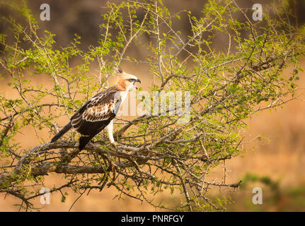 The Screaming Eagle Stock Photo