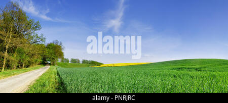 Trees next to a rural road running among green fields, blue sky in the background Stock Photo