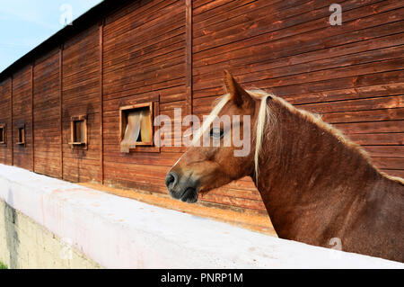 Horse in enclosure. Beautiful brown horse standing in big spacious enclosure near the stable in the farm. Ravenna, Italy Stock Photo
