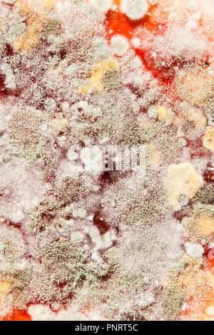 Mold growing on strawberry jam (moldy jam, mouldy jam, moldy food, mouldy food) close up macro - USA Stock Photo