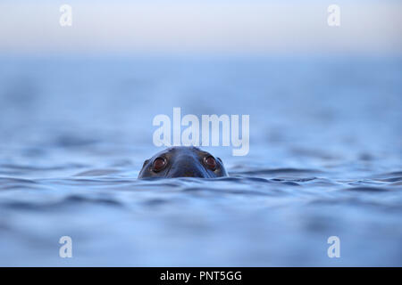 Grey Seals (Halichoerus grypus) in baltic sea, Europe Stock Photo