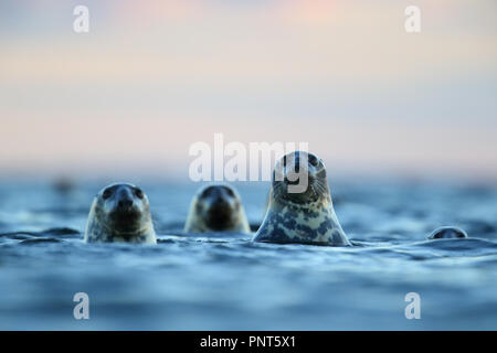 Grey Seals (Halichoerus grypus) in baltic sea, Europe Stock Photo