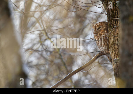 Adult Tawny owl (Strix aluco) in early spring, Europe Stock Photo