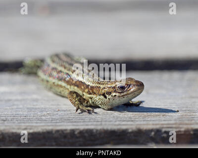 Common (Vivaporous) Lizard Zootoca vivipara on boardwalk on Handa Island Scotland May Stock Photo