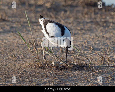 Pied Avocet Recurvirostra avosetta adult with clutch of four eggs North Norfolk May Stock Photo