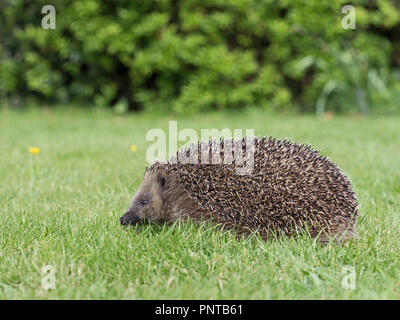 European Hedgehog Erinaceus europaeus at rescue centre in garden Norfolk Stock Photo