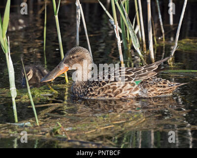 Northern Shoveler Anas clypeata female with duckling Cley Norfolk May Stock Photo