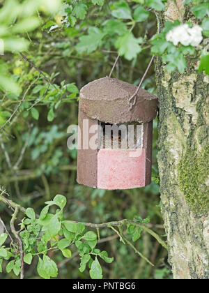 Robin Eithacus rubecula nesting in open fronted nest box Norfolk May Stock Photo