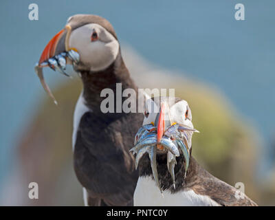 Puffin Fratercula arctica with a beakful of fish on Inner Farne, farne Islands Northumberland, June Stock Photo