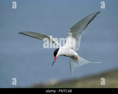 Arctic Tern Sterna paradisaea carrying fish back to chicks in nest  Inner Farne Farne Islands Northumberland June Stock Photo