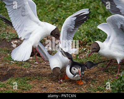 Puffin Fratercula arctica with a beakful of fish being robbed by Black-headed Gulls as it returns to breeding colony on Inner Farne, Farne Islands Nor Stock Photo
