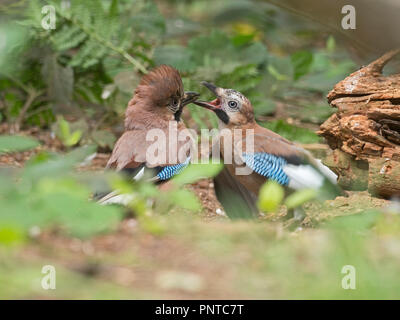 Eurasian Jay  Garrulus glandarius pair courtship feeding, male passing food to begging female North Norfolk summer Stock Photo