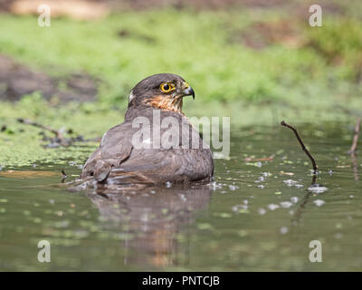 Eurasian Sparrowhawk Accipiter nisus male bathes in a woodland pool near Holt North Norfolk Stock Photo