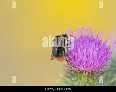 Red-tailed bumblebee Bombus lapidarius male on thistle North Norfolk summer Stock Photo