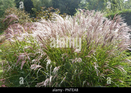 Chinese Silver Grass - Miscanthus Sinensis Red Cloud Stock Photo