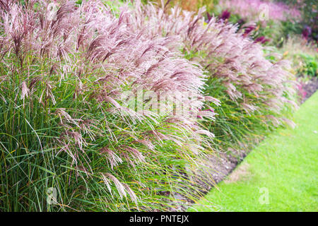 Chinese Silver Grass - Miscanthus Sinensis Red Cloud Stock Photo