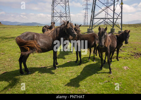 Pico Gallo, Tineo, Asturias, Spain. Herd of wild ponies called 'Asturcones' resting beside huge electric posts on a green meadow. Stock Photo