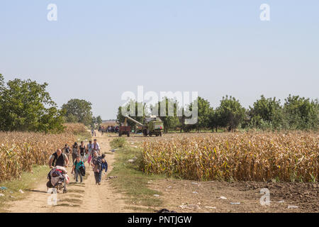 TOVARNIK, CROATIA - SEPTEMBER 19, 2015: Refugees walking through the fields near the Croatia Serbia border, between the cities of Sid Tovarnik on the  Stock Photo