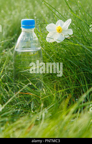 Bottle of mineral water and white and yellow color daffodil on green grass with drops of dew in early morning Stock Photo