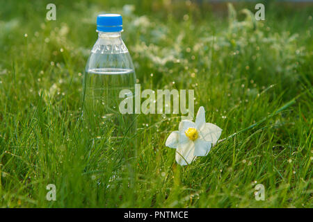 Bottle of mineral water and white and yellow color daffodil on green grass with drops of dew in early morning Stock Photo
