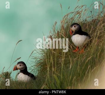 Puffins on Nest Site on Cliff Edge Stock Photo