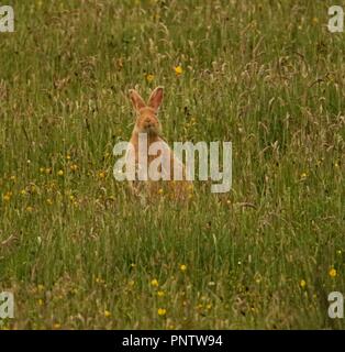 The Rarely Seen Golden Hare of Rathlin Island Stock Photo